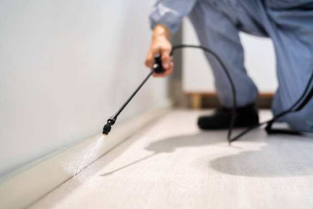 Licensed Wasp Removal service in Seagraves, TX - Show Me Pest Control